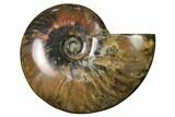Flashy Red Iridescent Ammonite #155149-1